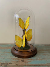 Load image into Gallery viewer, Triple Yellowish Butterflies, Phobeus pilea, in a Dome