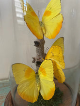Load image into Gallery viewer, Triple Yellowish Butterflies, Phobeus pilea, in a Dome