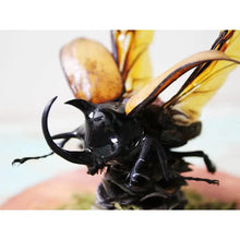Load image into Gallery viewer, Eupatorus Gracilicornis Five Horned Rhinoceros Beetle in a Dome