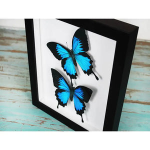 Double Papilio Ulysses Butterflies in A Frame