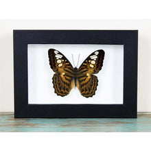 Load image into Gallery viewer, Clipper Butterfly in A Frame