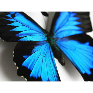 Double Papilio Ulysses Butterflies in A Frame