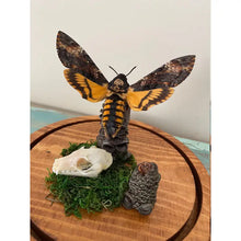 Load image into Gallery viewer, Acherontia Atropos Death Head Moth in A Dome