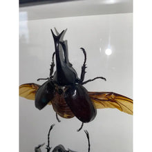 Load image into Gallery viewer, Rhinoceros Beetles in A Frame
