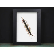 Load image into Gallery viewer, Scolopendra spp. Centipede in a Frame