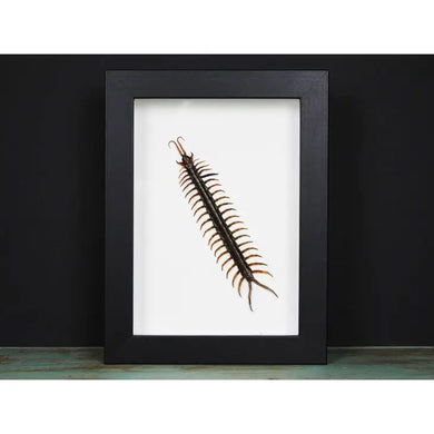 Scolopendra spp. Centipede in a Frame