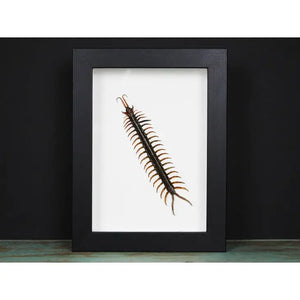 Scolopendra spp. Centipede in a Frame