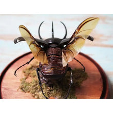 Load image into Gallery viewer, Giant Three Horned Rhino Beetle in a Dome
