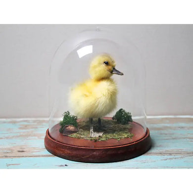 Taxidermised Duckling in A Dome
