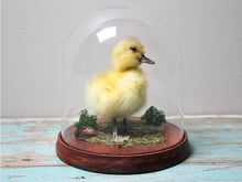 Load image into Gallery viewer, Taxidermised Duckling in A Dome