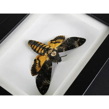Load image into Gallery viewer, Death Head Moth Framed {ARRIVING MARCH}