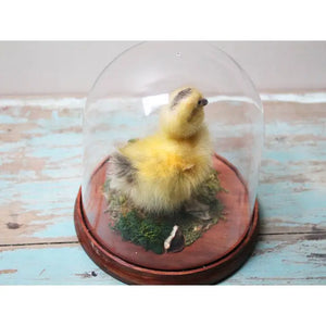 Taxidermised Duckling in A Dome