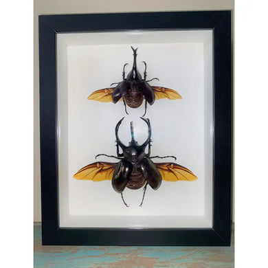 Rhinoceros Beetles in A Frame