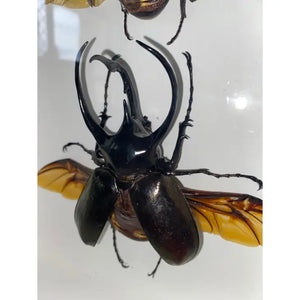 Rhinoceros Beetles in A Frame