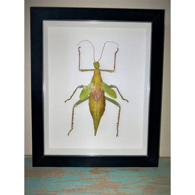 Heteropterxy Dilata Thorny Leaf Insect Framed