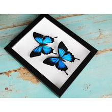 Load image into Gallery viewer, Double Papilio Ulysses Butterflies in A Frame