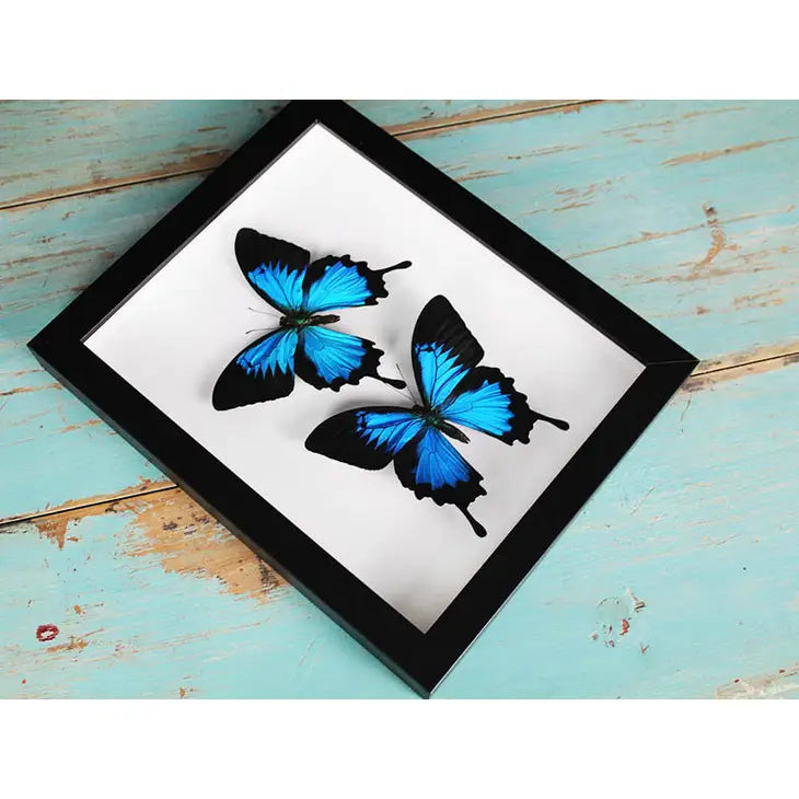 Double Papilio Ulysses Butterflies in A Frame