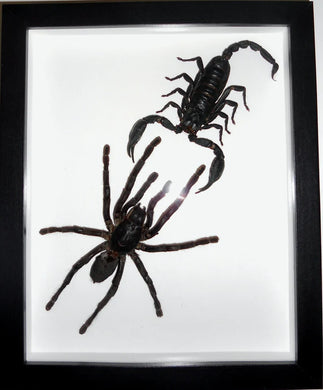 Haplomia minax Spider vs Scorpion in a Frame