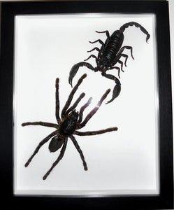Haplomia minax Spider vs Scorpion in a Frame