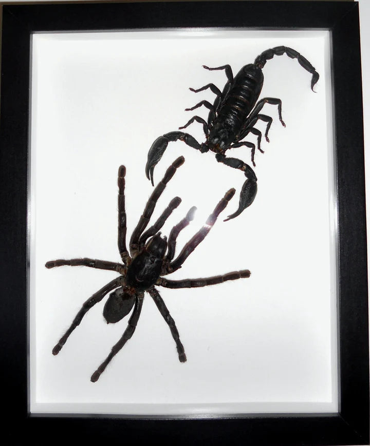 Haplomia minax Spider vs Scorpion in a Frame