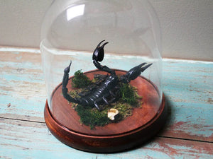 Rain Forest Scorpion in a Dome