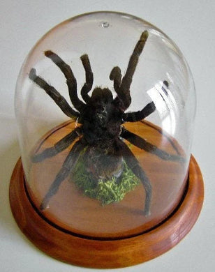 Pamphobeteus antinous Tarantula in a Dome