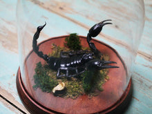 Load image into Gallery viewer, Rain Forest Scorpion in a Dome