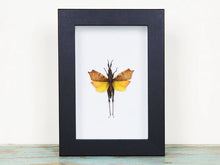 Load image into Gallery viewer, Leaf Mimic Grasshopper in a Frame