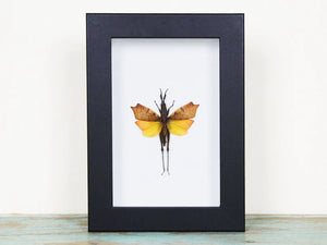 Leaf Mimic Grasshopper in a Frame