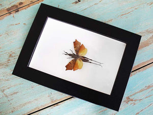 Leaf Mimic Grasshopper in a Frame