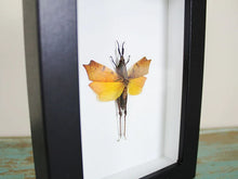 Load image into Gallery viewer, Leaf Mimic Grasshopper in a Frame