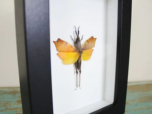 Leaf Mimic Grasshopper in a Frame