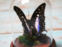 Load image into Gallery viewer, Nawab Butterfly in a Dome