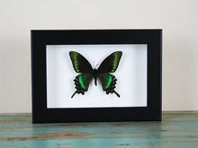 Load image into Gallery viewer, Maackii butterfly in a frame (Spring Species)