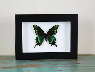 Maackii butterfly in a frame (Spring Species)