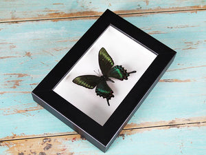 Maackii butterfly in a frame (Spring Species)