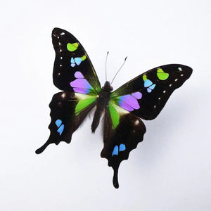 Graphium weiskii in a Black Frame