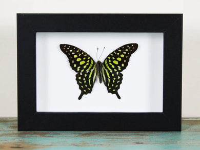 Tailed jay butterfly in a Frame