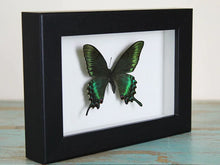 Load image into Gallery viewer, Maackii butterfly in a frame (Spring Species)