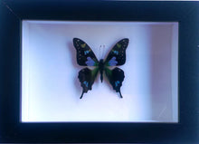 Load image into Gallery viewer, Graphium weiskii in a Black Frame