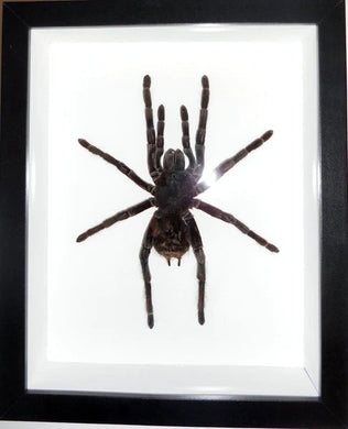 White Striped Tarantula Framed - Acanthoscurria juruenicola