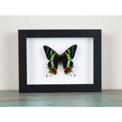Urania Ripheus or Sunset Moth in a Frame