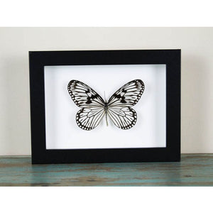 Idea Leuconoe Wood Nymph Butterfly in a Black Frame