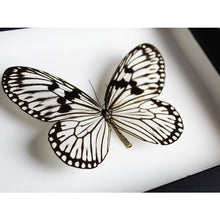 Load image into Gallery viewer, Idea Leuconoe Wood Nymph Butterfly in a Black Frame