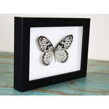 Load image into Gallery viewer, Idea Leuconoe Wood Nymph Butterfly in a Black Frame