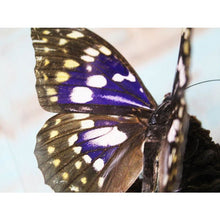 Load image into Gallery viewer, Sasakia Charonda Japanese Emperor Butterfly in a Dome