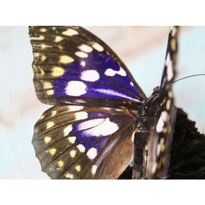 Sasakia Charonda Japanese Emperor Butterfly in a Dome
