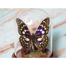 Load image into Gallery viewer, Sasakia Charonda Japanese Emperor Butterfly in a Dome