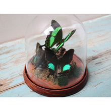 Load image into Gallery viewer, Green Trio of Butterflies in a Dome