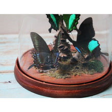 Load image into Gallery viewer, Green Trio of Butterflies in a Dome